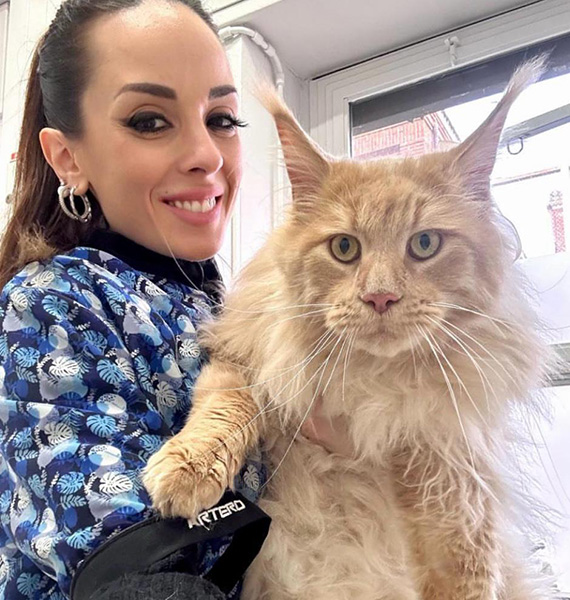 Toelettatura gatto